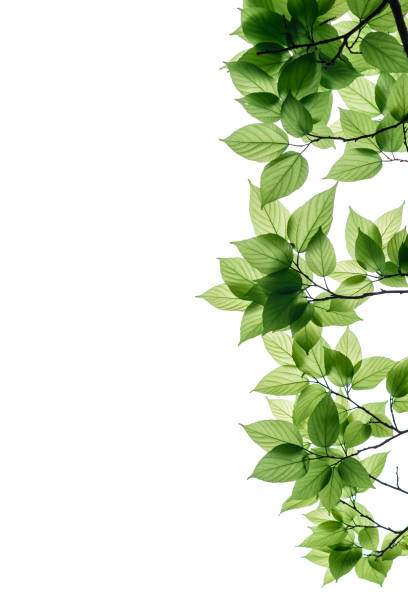 istock Green tree leaves and branches isolated on white background. 1012230564