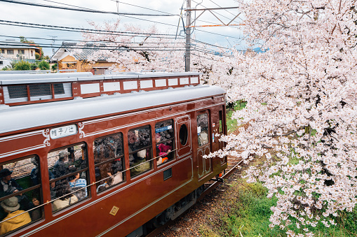 Kyoto, Japan - April 4, 2016 : Kyoto local train Randen Tram with cherry blossoms