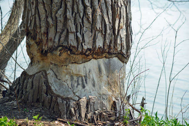 Cottonwood tree damaged by winter ice at the edge of lake Erie