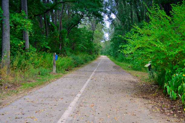 Small one lane road in the forest