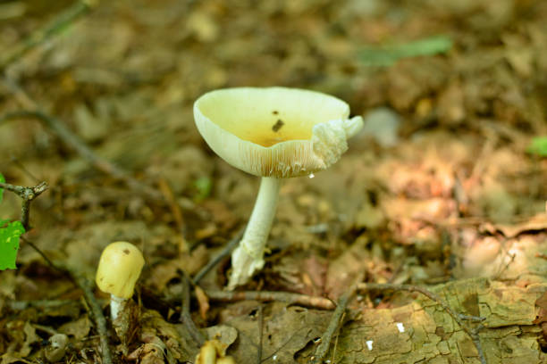istock Colorful wild mushrooms peaking through the soil 1012257472