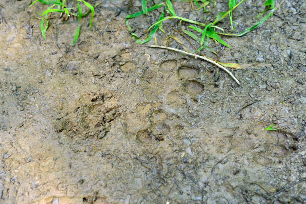 istock Animal tracks in the mud 1012257872