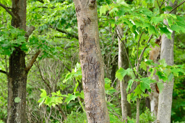istock Letters carved into the trees 1012266666