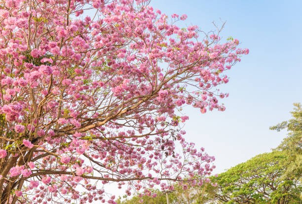 istock Tabebuia rosea is a Pink Flower neotropical tree and blue sky 1012273142