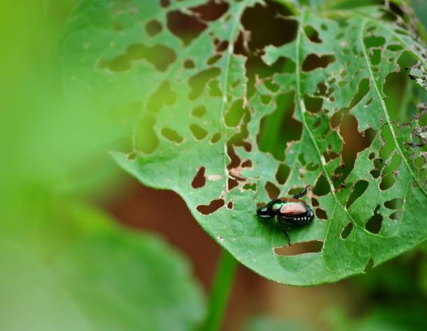 istock Japanese beetle eating plant leaf. 1012275582