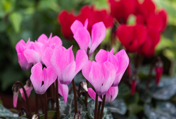 istock Pink and red cyclamen 1012275660