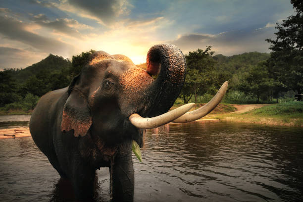 Wild Elephant In The Beautiful Forest At Kanchanaburi Province In Thailand Stock Photo - Download Image Now - iStock Wild Elephant In The Beautiful Forest At Kanchanaburi Province In Thailand Stock Photo - Download Image Now - iStock