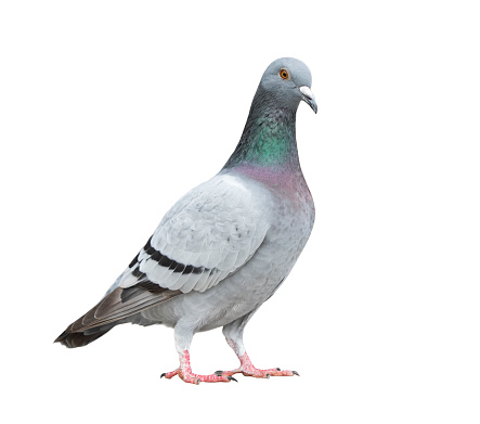 Close-up of a Pigeon at a Vancouver Island park.