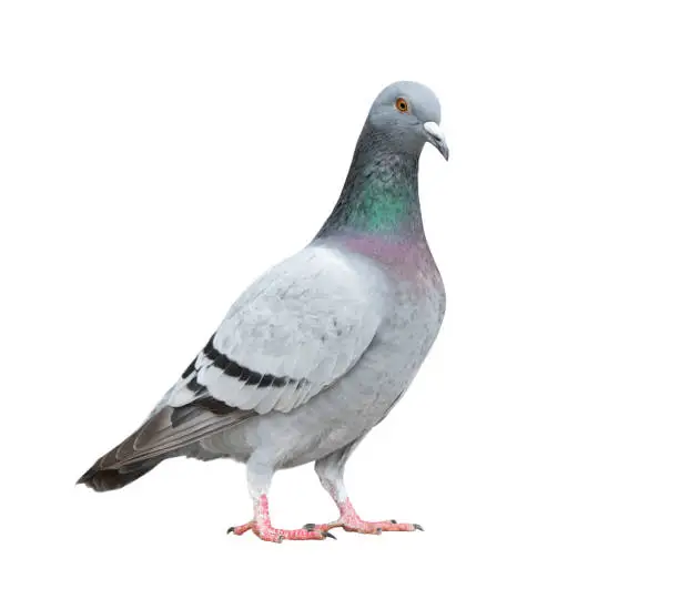 Photo of full of homing pigeon bird isolate white background