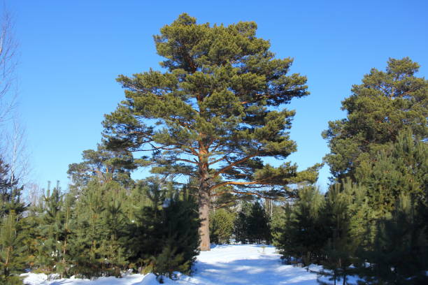 istock Sunny day in Winter pine forest 1012281306