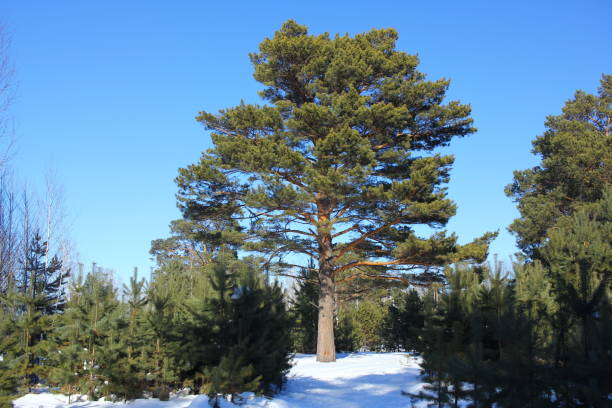 istock Sunny day in Winter pine forest 1012281314