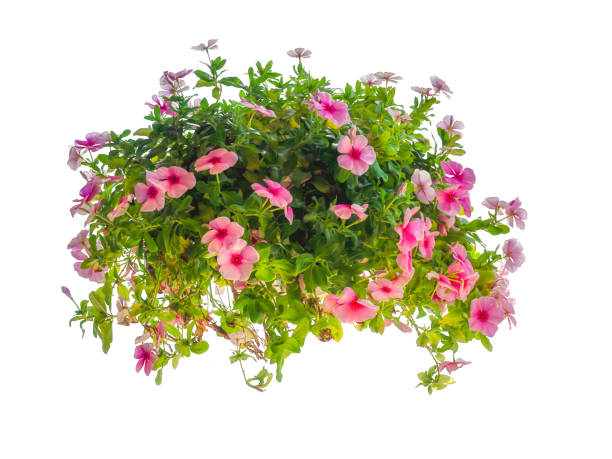 istock Pink flowering petunia. 1012289602