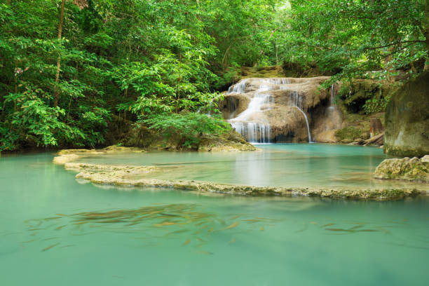 level 1 of erawan waterfall with neolissochilus stracheyi fish in kanchanaburi, thailand - neolissochilus stracheyi imagens e fotografias de stock