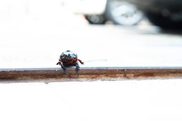 Insect walking on the concrete floor