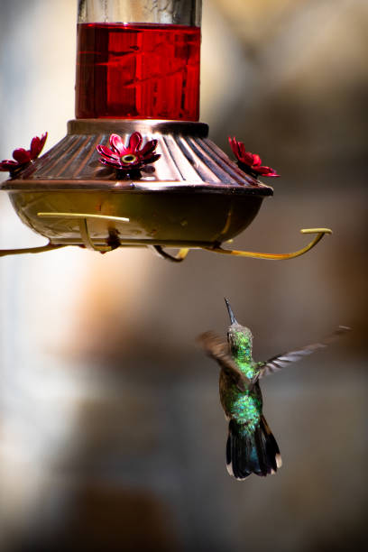 istock Hummingbird flying around food 1012297030