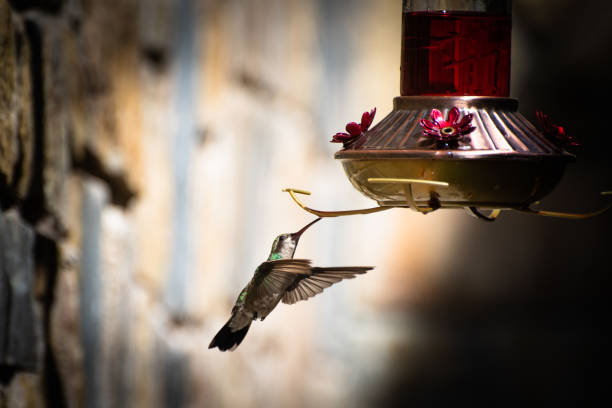 istock Hummingbird flying around food 1012297044