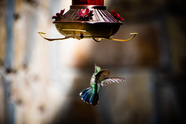 istock Hummingbird flying around food 1012297112
