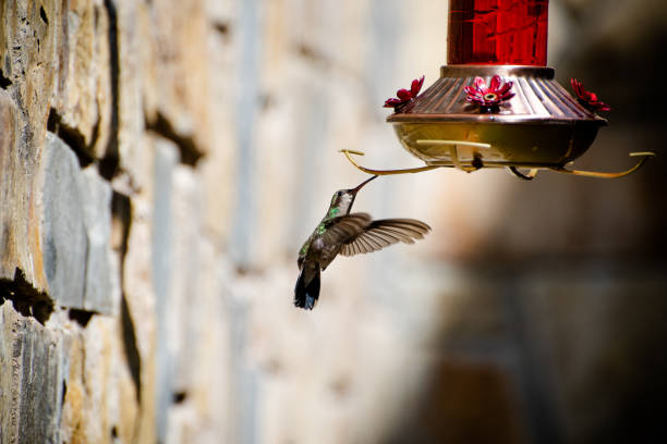 istock Hummingbird flying around food 1012299304