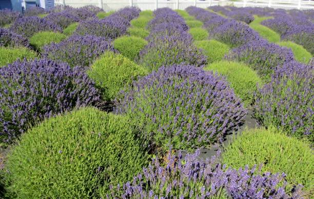 istock Purple and green shrubs at lavender farm 1012302206