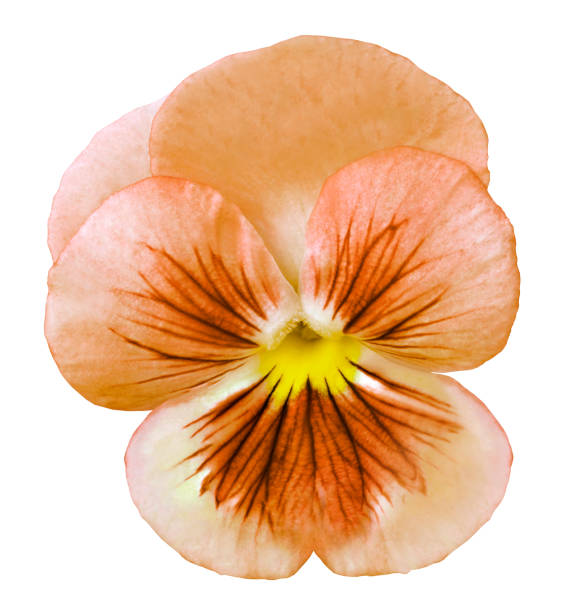 istock Pansy orange flower on a white isolated background with clipping path.  Closeup no shadows.  Nature.