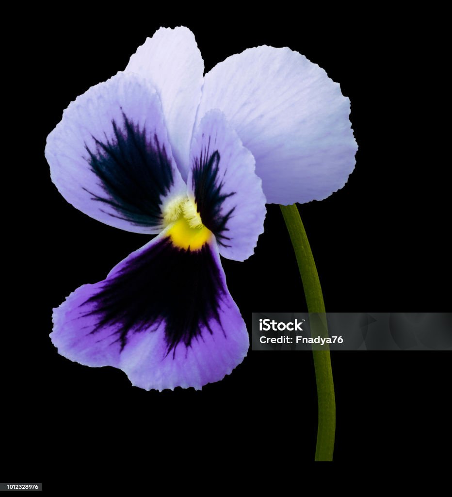 Pensamiento Flor Violeta Negro Aislado Fondo Con Trazado De Recorte Primer  Plano Sin Sombras Naturaleza Foto de stock y más banco de imágenes de  Adulto - iStock