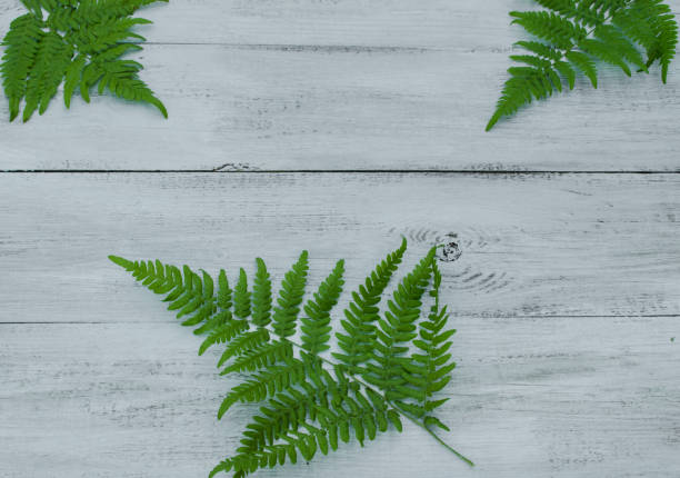istock leaf fern on a blue wooden background 1012329730