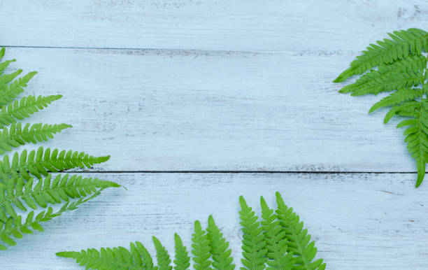 istock leaf fern on a blue wooden background 1012330828