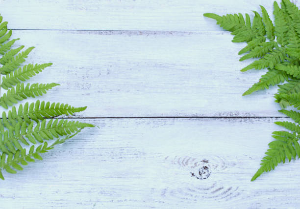 istock leaf fern on a blue wooden background 1012331362