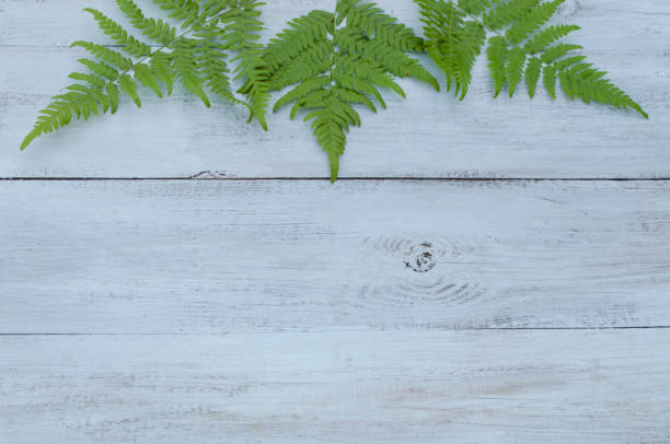 istock leaf fern on a blue wooden background 1012331364