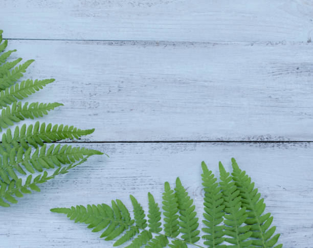 istock leaf fern on a blue wooden background 1012331370