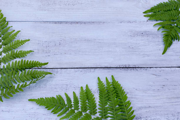 istock leaf fern on a blue wooden background 1012331380