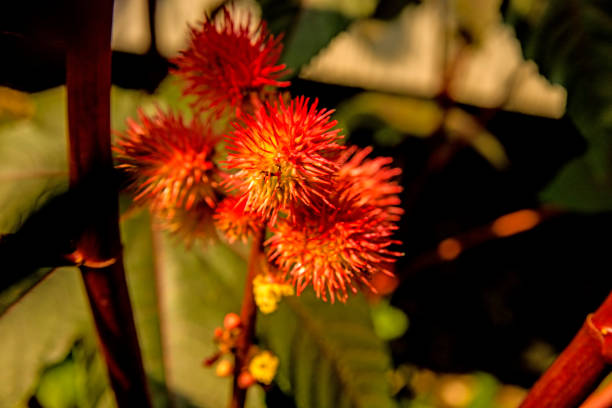 istock Castor-oil plant with flower