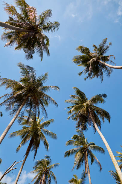 istock Coconut Palm Trees and Blue, Sunny Sky 1012342042