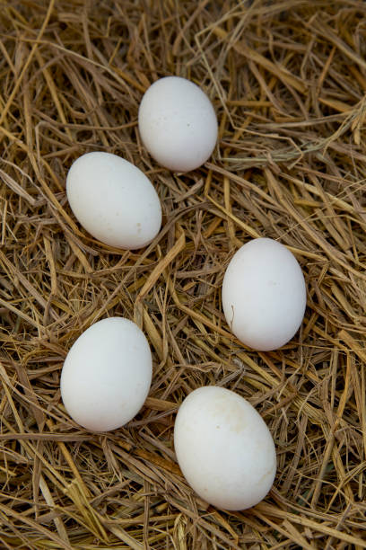 istock fresh range duck eggs in a nest of hay 1012342166