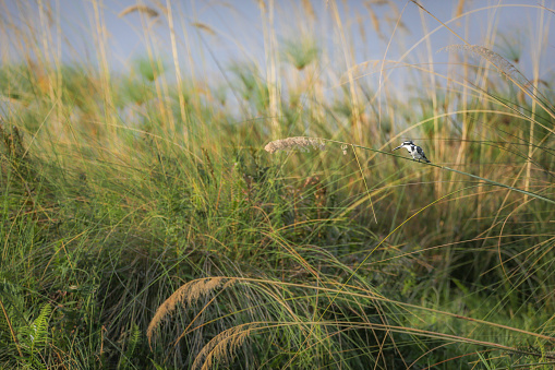 Land, Meadow, Africa, Botswana, Above