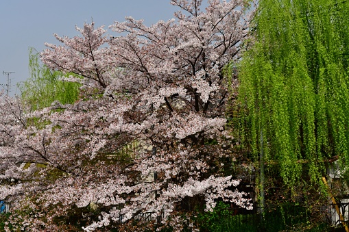 Okazaki Canal, which flows by the Big Torii Gate of Heian Shrine, offers beautiful landscape during the cherry blossom season of early April. The canal is a part of Lake Biwa Canal, which was built during the period of the late 19th century and the early 20th century to bring water to Kyoto from Lake Biwa in Shiga Prefecture.