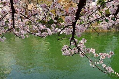 Okazaki Canal, which flows by the Big Torii Gate of Heian Shrine, offers beautiful landscape during the cherry blossom season of early April. The canal is a part of Lake Biwa Canal, which was built during the period of the late 19th century and the early 20th century to bring water to Kyoto from Lake Biwa in Shiga Prefecture.