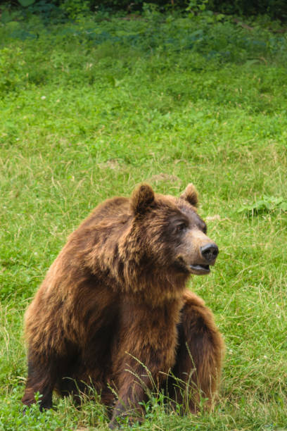 istock One small brown bear (Ursus Arctos) with green background and copy space 1012348266
