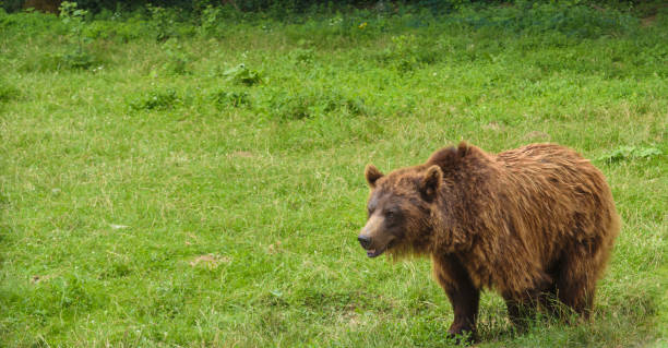 istock One small brown bear (Ursus Arctos) with green background and copy space 1012348290