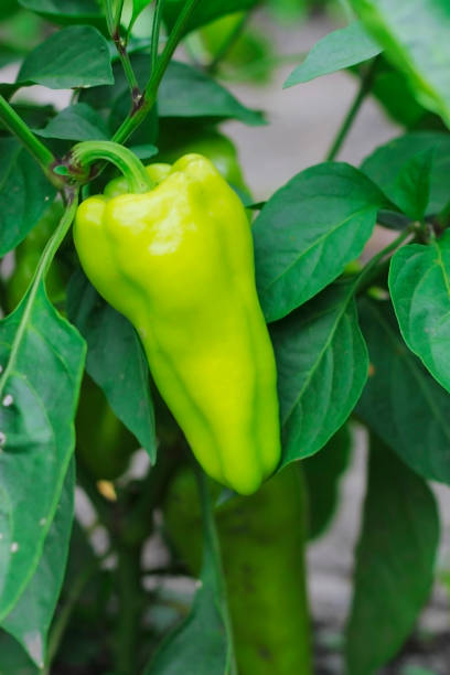istock Green sweet pepper growing on the bed 1012350552
