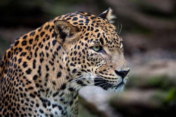 istock Ceylon leopard, Panthera pardus kotiya, Big spotted cat 1012354222
