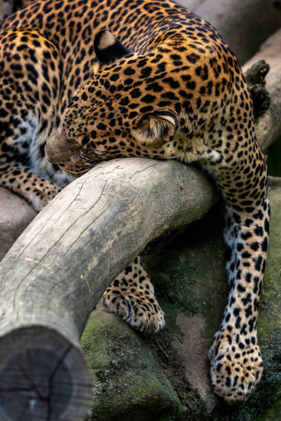 istock Ceylon leopard, Panthera pardus kotiya, Big spotted cat 1012354238