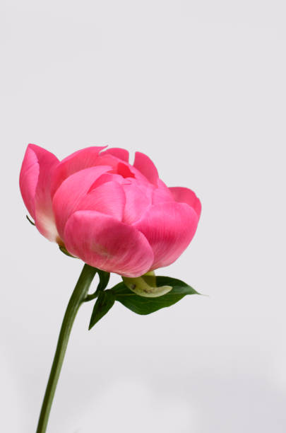 istock Pink peonies flower isolated on white 1012356870