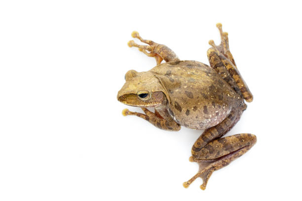 istock Image of Frog, Polypedates leucomystax,polypedates maculatus on a white background.  Insect. Animal. 1012360298