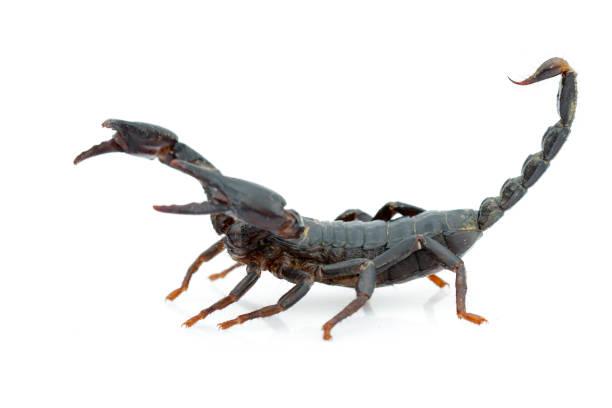 istock Image of emperor scorpion (Pandinus imperator) on a white background. Insect. Animal. 1012360354