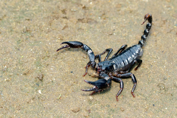 Image of emperor scorpion (Pandinus imperator) on the ground. Insect. Animal. stock photo