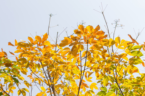 Yellow Rubber Tree Leaves on Sky Background. Yellow rubber tree leaves summer or autumn concept background