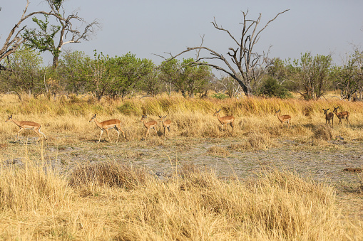 Land, Meadow, Summer, Africa, Botswana