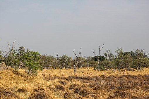 Land, Meadow, Summer, Africa, Botswana
