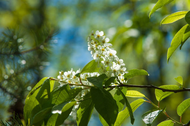 Spring landscape, flowers of bird cherry. flowering bird cherry tree. branch of bird cherry in front of blue sky. Copy space Spring landscape, flowers of bird cherry. flowering bird cherry tree. branch of bird cherry in front of blue sky. Copy space padus avium stock pictures, royalty-free photos & images